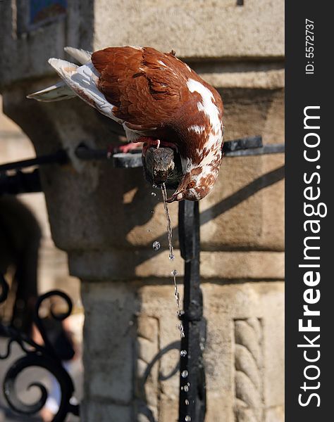 A pigeon drinking  water from stone fountain. A pigeon drinking  water from stone fountain