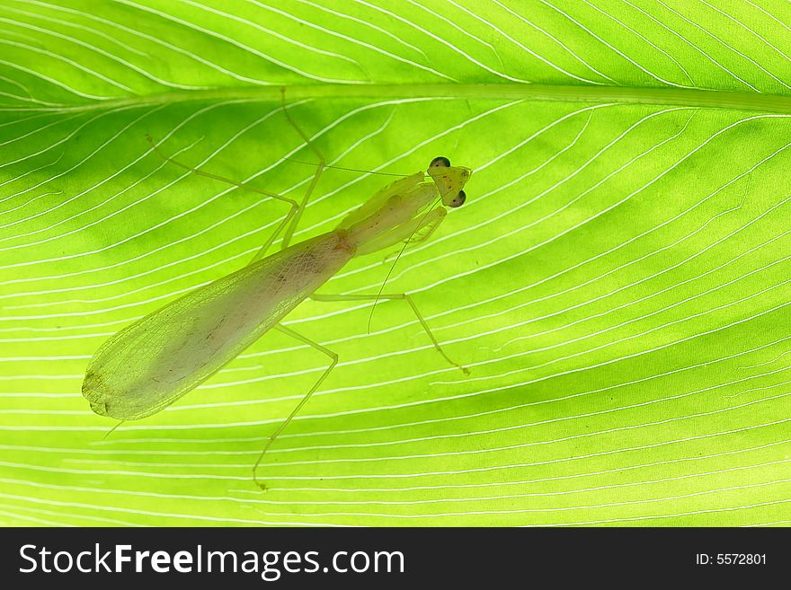 A beautiful mantis hiding in leaves with Lighting.