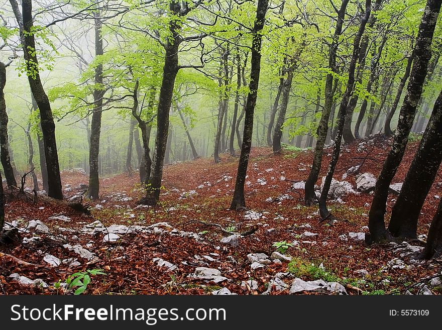 Rainy Spring Forest, Velebit, Croatia