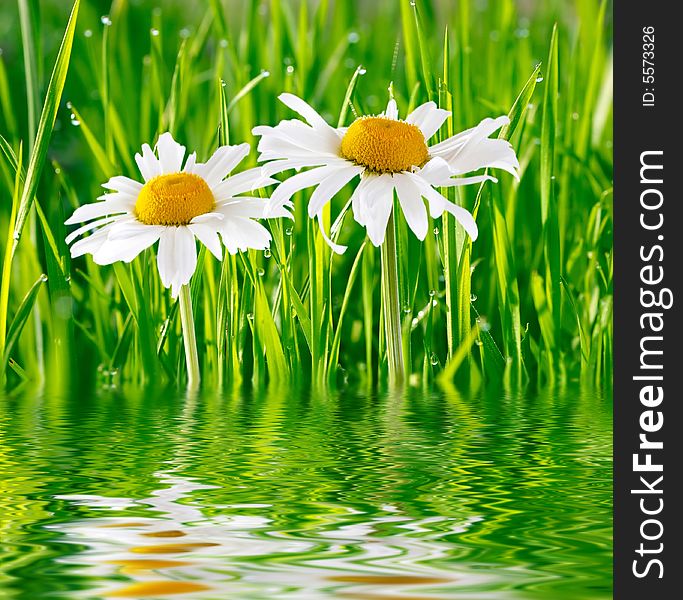 Two daisies on green grass reflected in the water