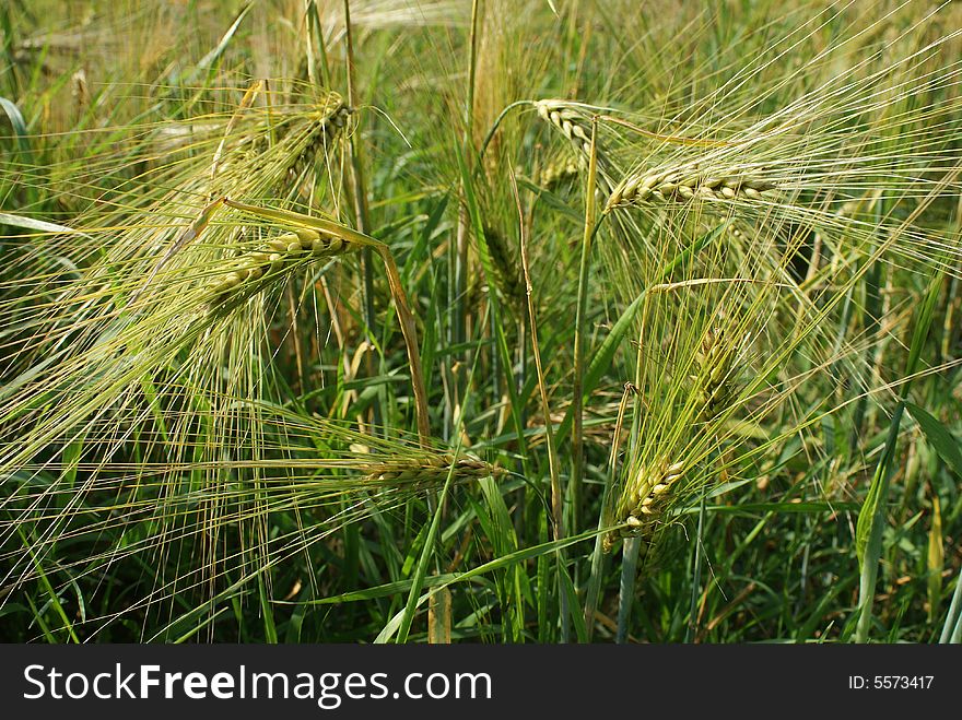 Young and green ears from a big cornfield