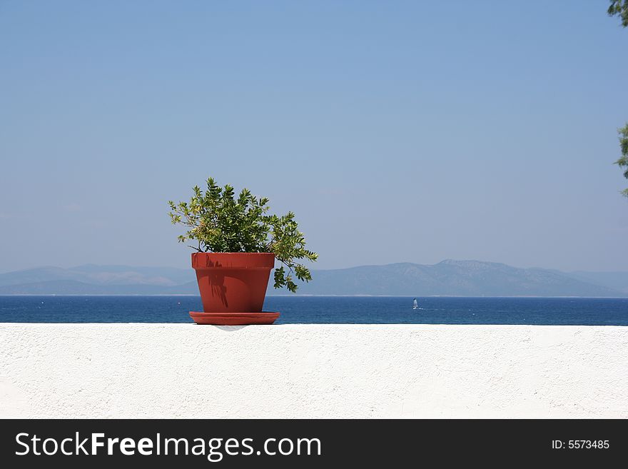 Flowerpot with the sea in the background. Flowerpot with the sea in the background