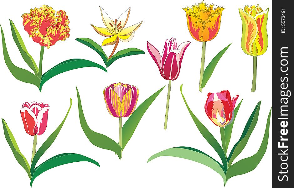Tulip Collection On White