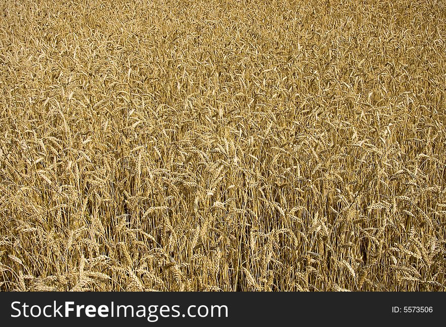 Wheat Field Ready For Harvest