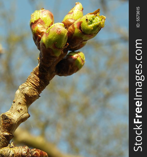 New leaves on the tree branches in spring, blue sky background;  new life concept

*with space for text (copyspace)

**RAW format available. New leaves on the tree branches in spring, blue sky background;  new life concept

*with space for text (copyspace)

**RAW format available
