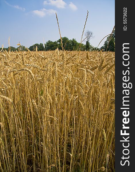 Golden Field Of Wheat
