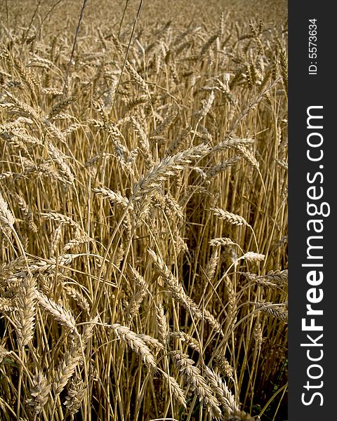 Golden field of wheat in the middle of summer ready for harvest. Golden field of wheat in the middle of summer ready for harvest.