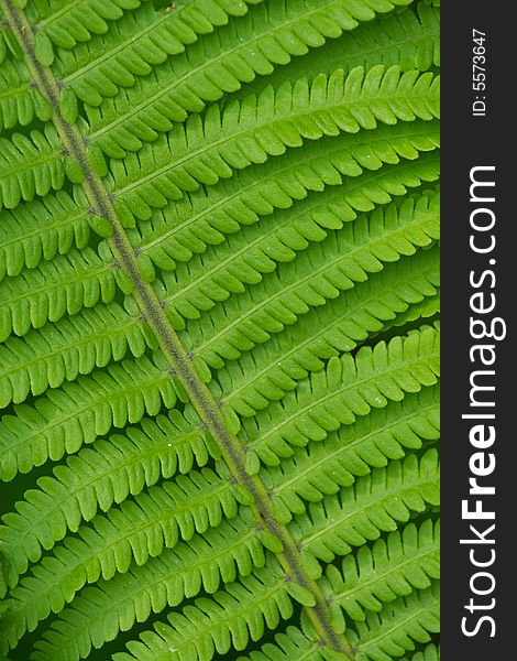 Close up of green fern leaf in the forest. Close up of green fern leaf in the forest