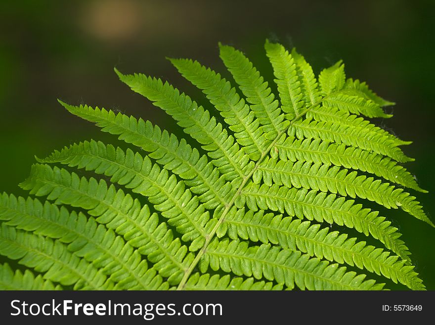 Close up of green fern leaf in the forest. Close up of green fern leaf in the forest