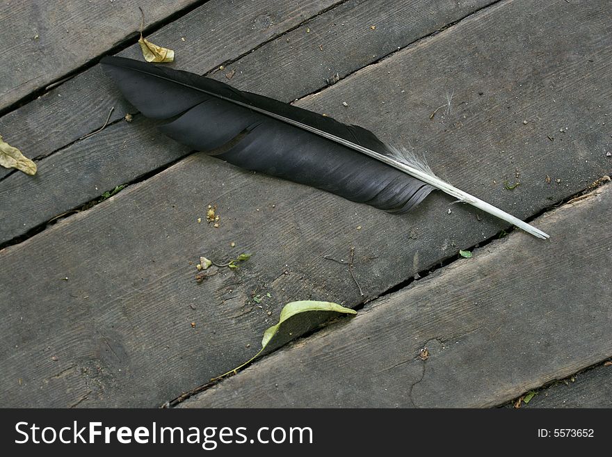 Black feather of Hooded Crow on wooden planks. Black feather of Hooded Crow on wooden planks