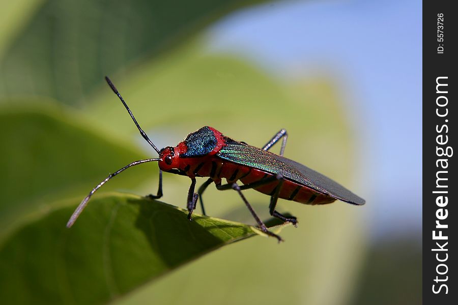 Small Colored Insect