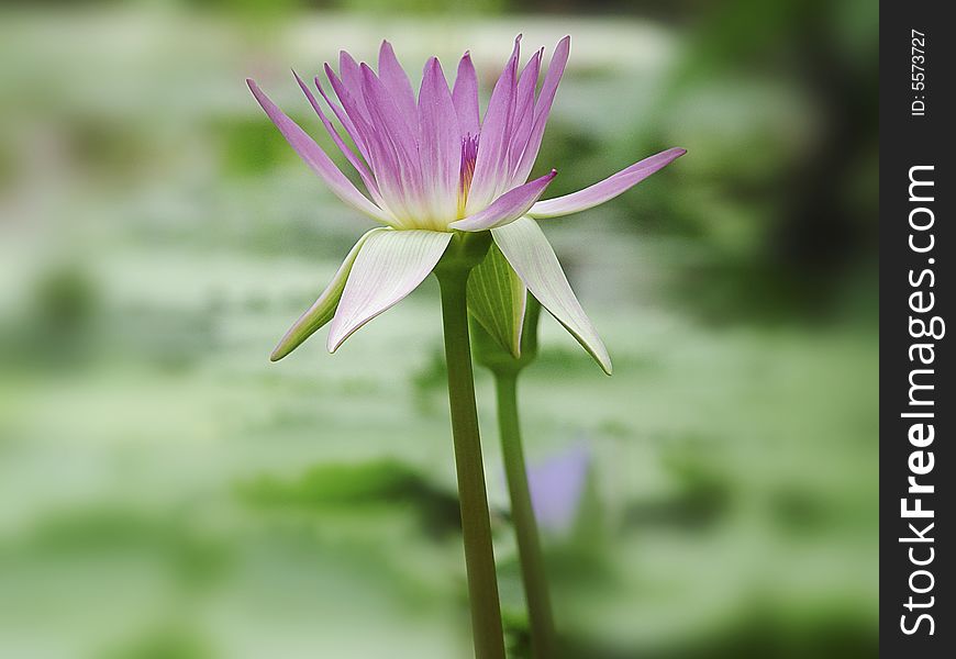 Lotus a rare flower which blossoms out beautiful colors grows only on-the-spot water.