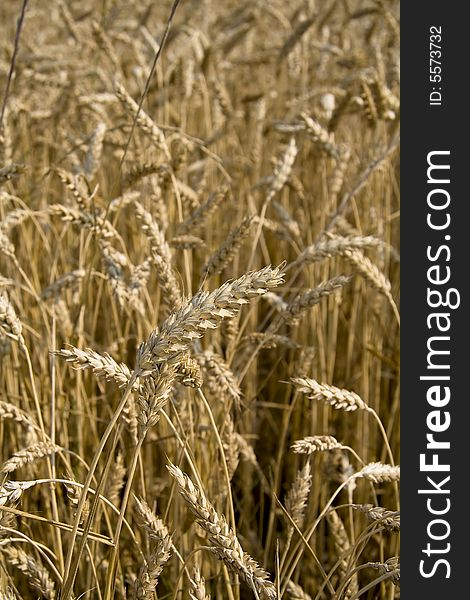 Close up view of golden wheat field ready for harvest. Close up view of golden wheat field ready for harvest.
