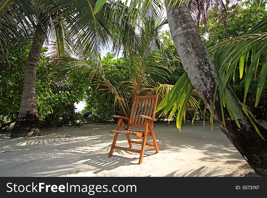 Wooden chair under palm trees. Wooden chair under palm trees