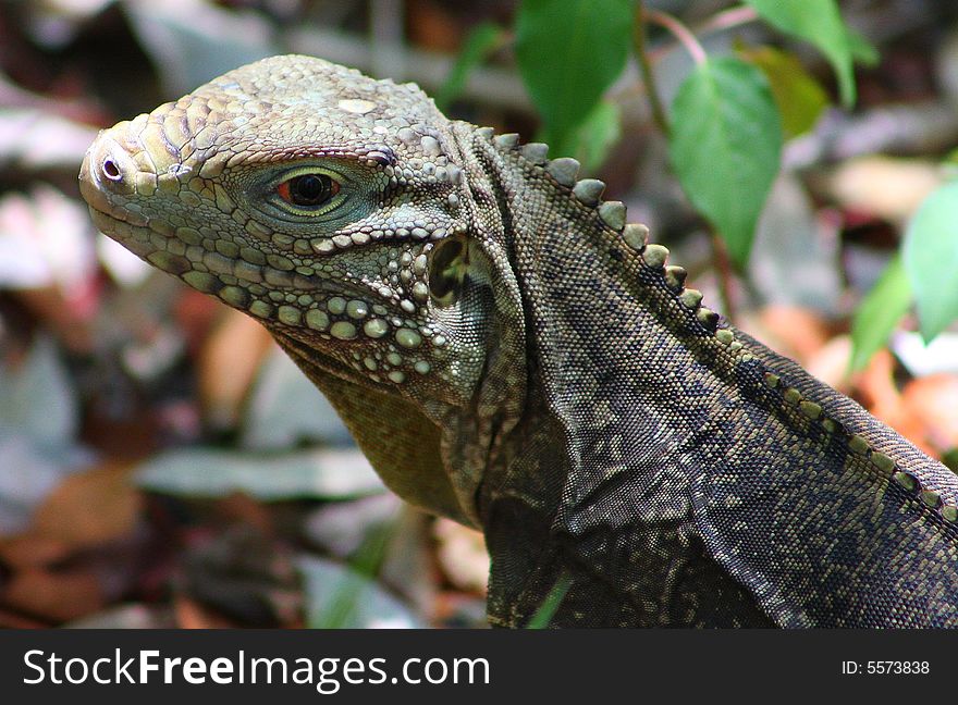 Awesome detail of this stunning Iguana. Awesome detail of this stunning Iguana...