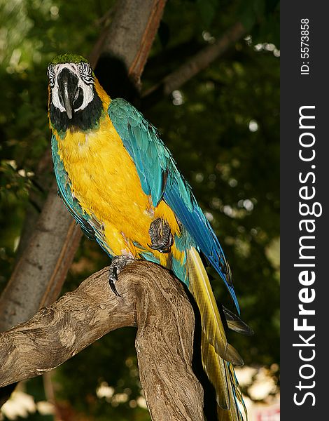 Blue, Yellow and green parrot in a tree