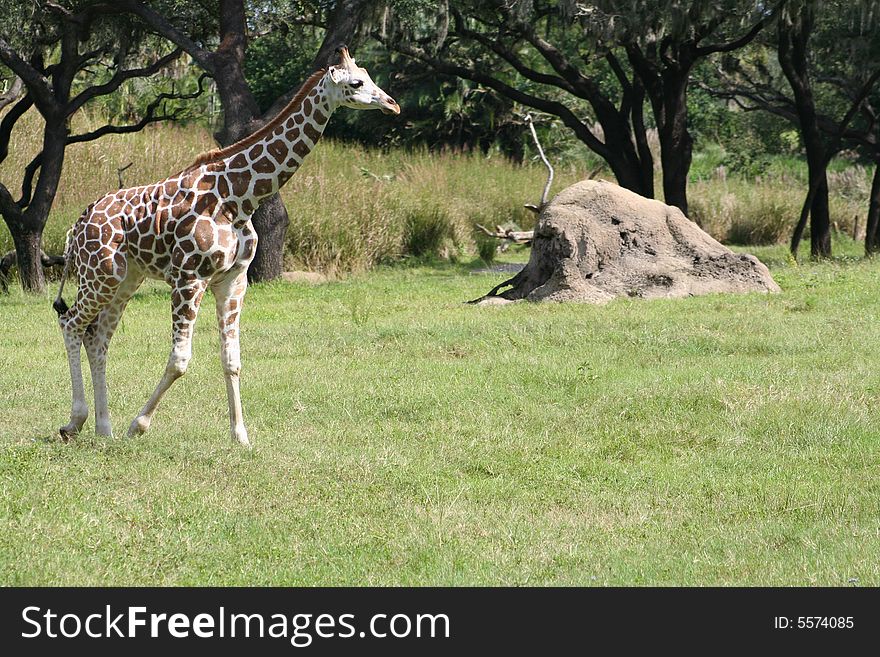 Young giraffe walking across the grass