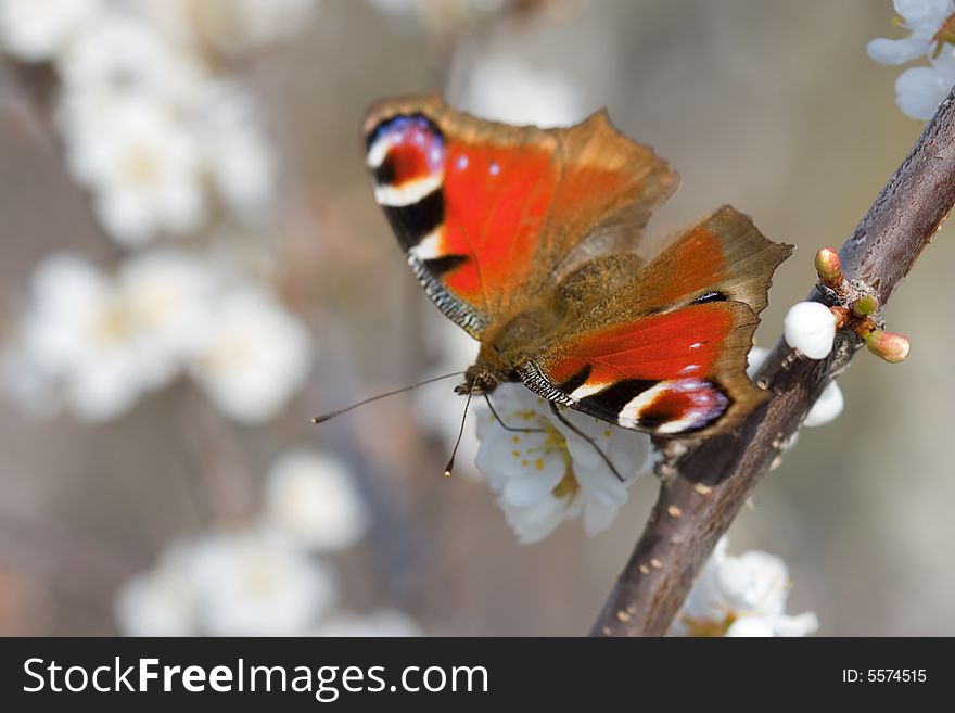 Red Butterfly On The Branch Of Tree Vertical