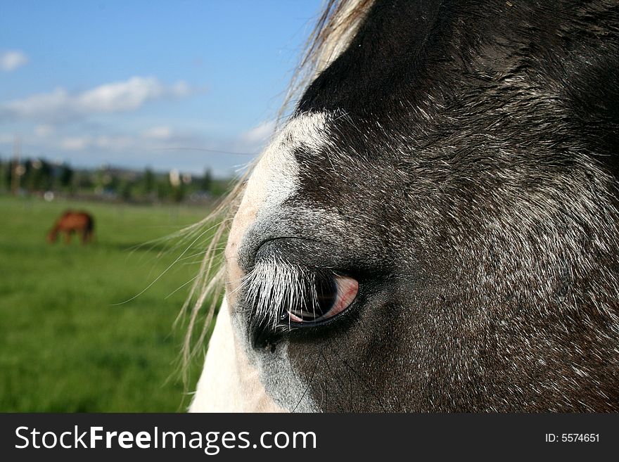 Eye shot of beautiful pinto horse in gorgeous scenery. Eye shot of beautiful pinto horse in gorgeous scenery