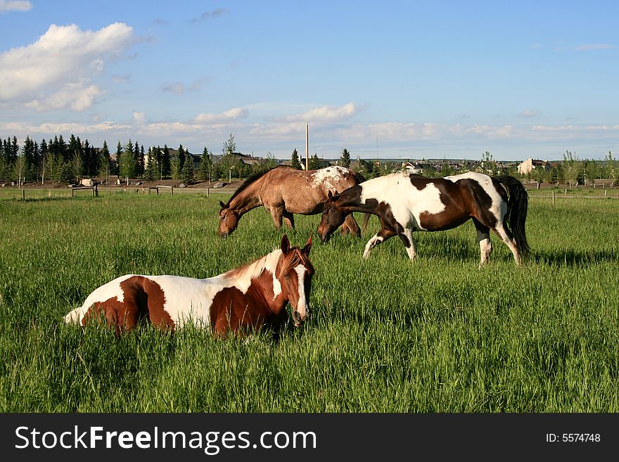 Gorgeous horses in beautiful urban setting. Gorgeous horses in beautiful urban setting