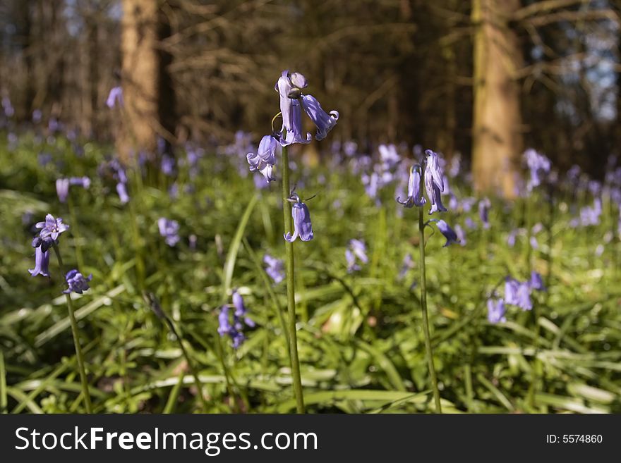 Bluebells in sunny meadow