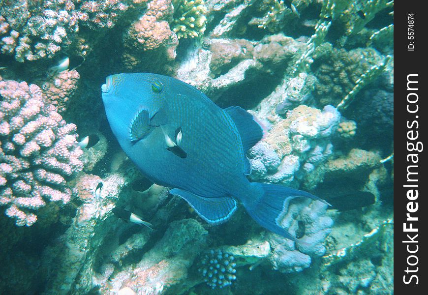 Coral fish in the Red sea