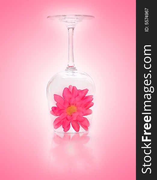 Upside down wine glass with flower inside on pink gradient background. fine art