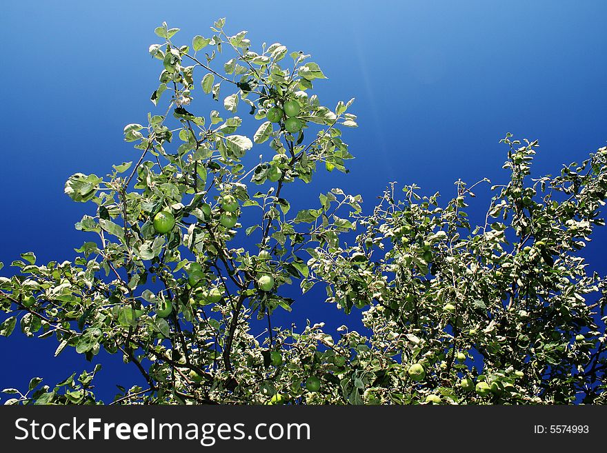 Apple tree on blue background, beautiful sky