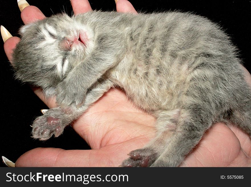 Kitten on a womanish hand