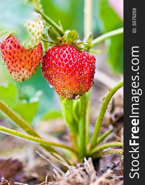 Nature series: tasty ripe red strawberry on  the bush