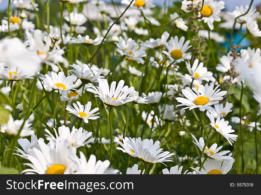 Flower series: wild camomile on the green meadow