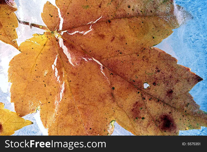 Frozen maple leaf in ice on the pond