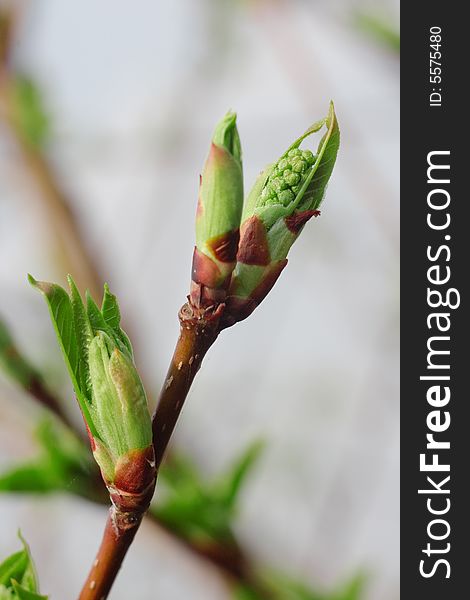 Young foliage on a branch against the nature. Young foliage on a branch against the nature