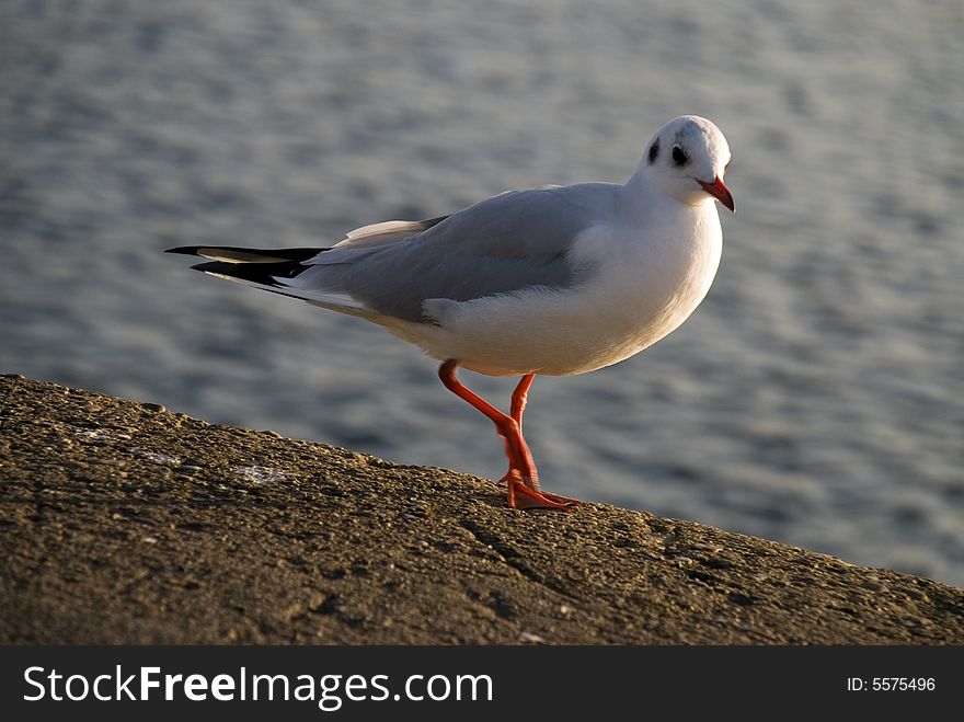 A seagull is walking in the habour