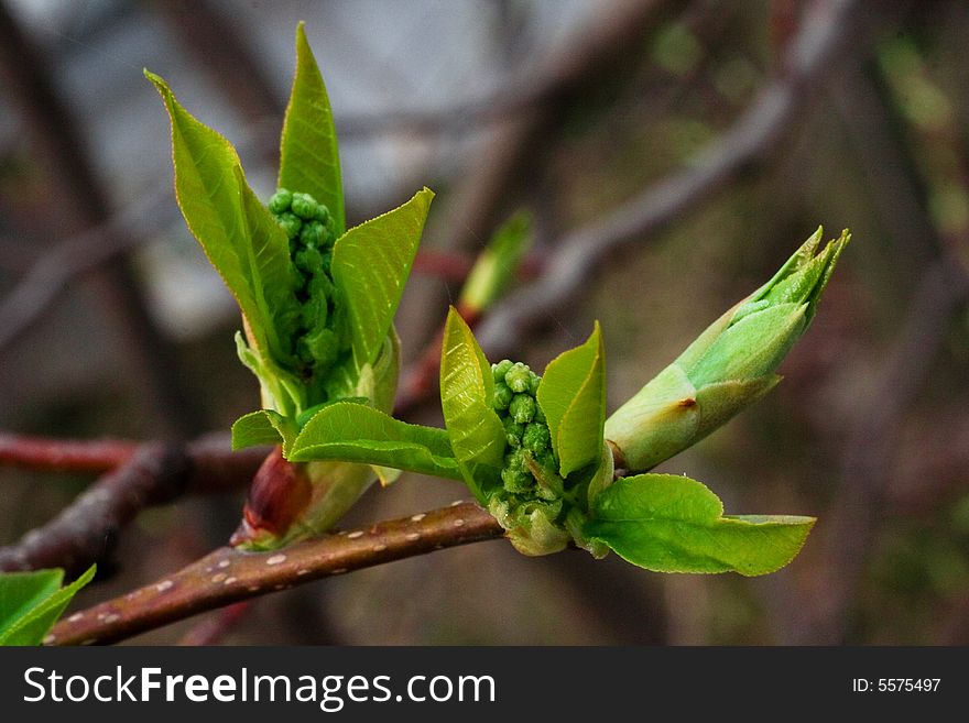 Young foliage on a branch against the nature. Young foliage on a branch against the nature