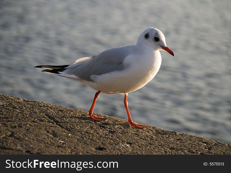 A seagull is walking in the habour