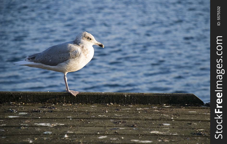 A seagull is waiting in the habour