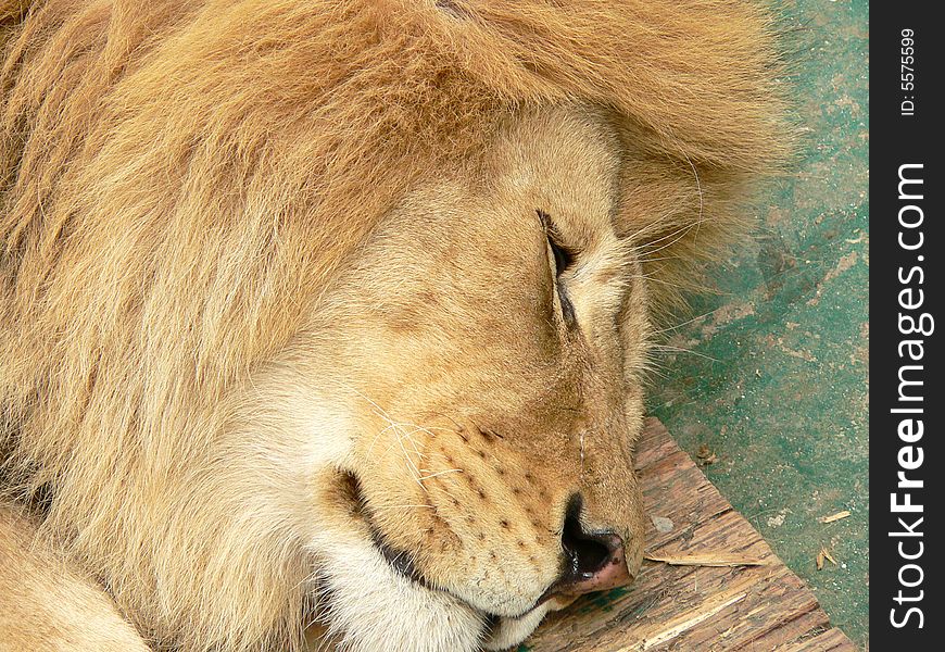 Sleeping lion (in the zoo)