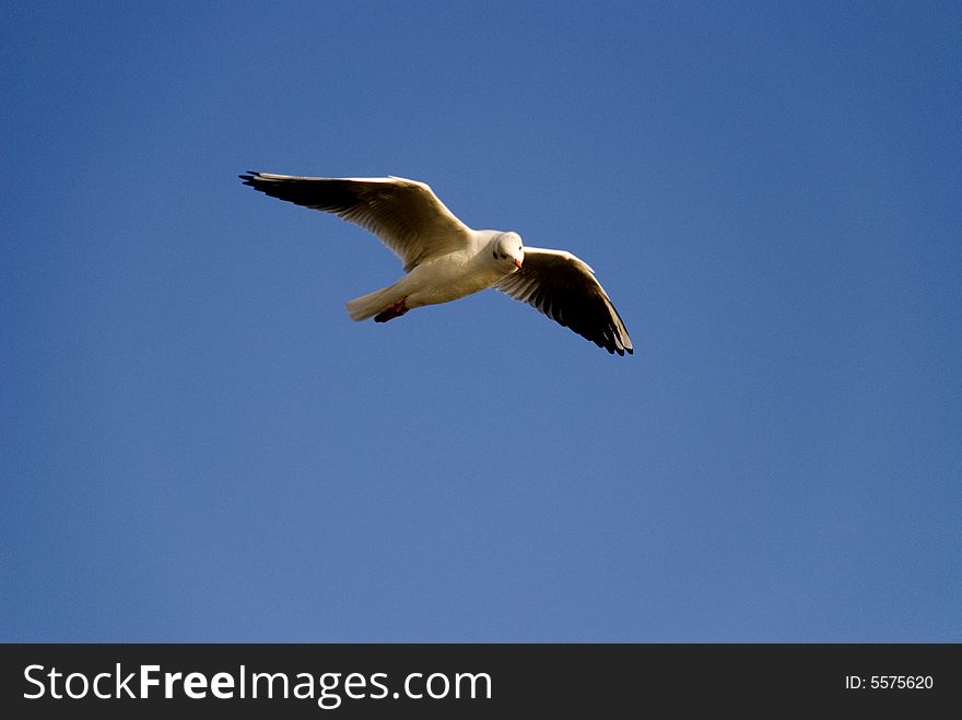 A seagull is flying in the blue sky