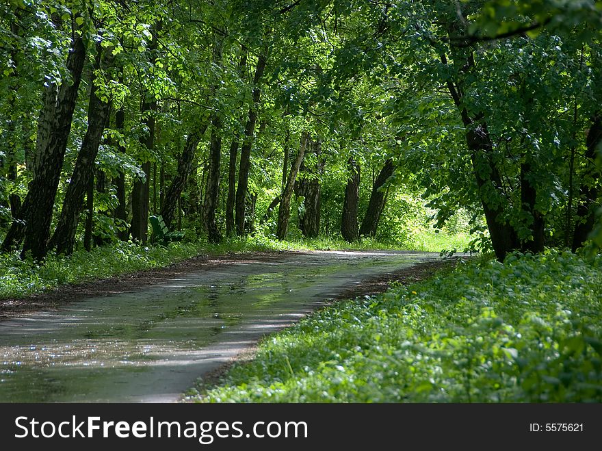 Footpath through a green summer forest