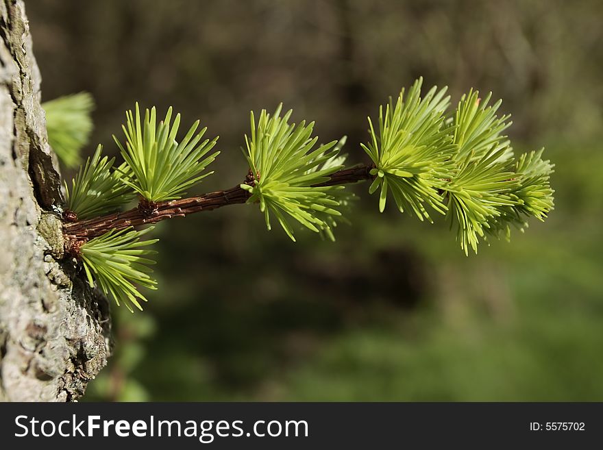 Fresh tree shoots growing in early spring