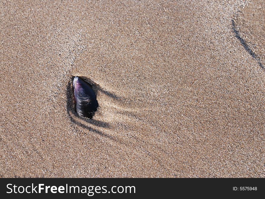 A mussel shell photographed on a beach in Spain.