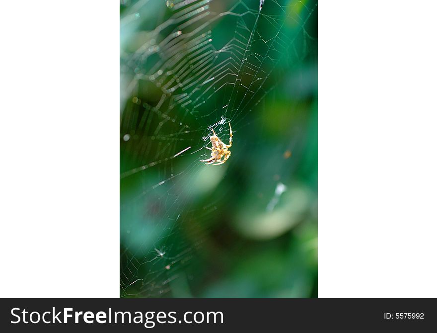 A spider crawling across its web against a green background. A spider crawling across its web against a green background.