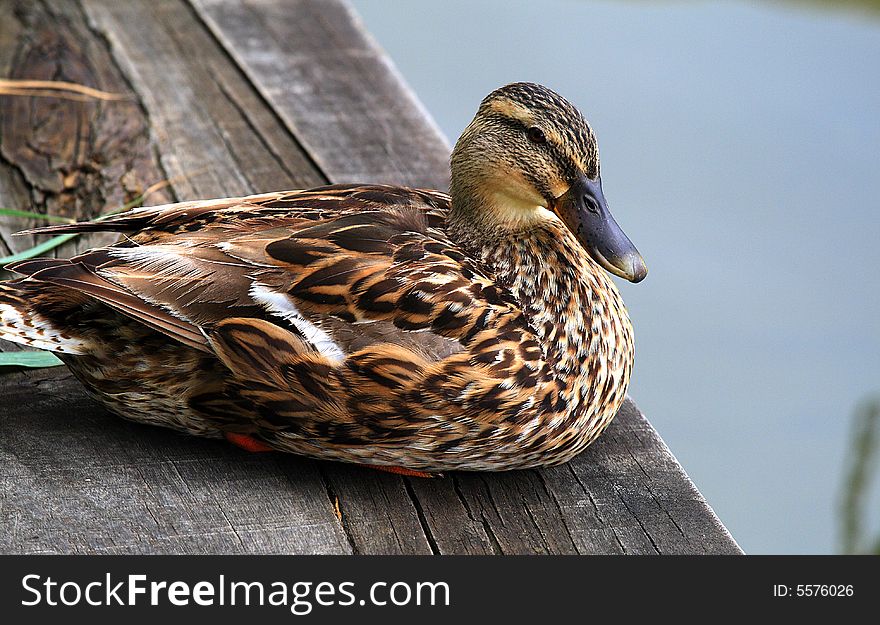 Beautiful  duck in the lake