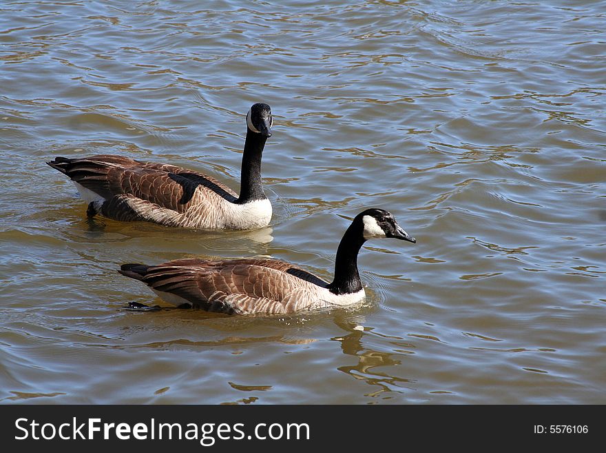 A pair of Canadian geese swimming on a lake