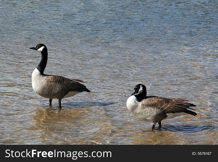 A pair of Canadian geese standing in water