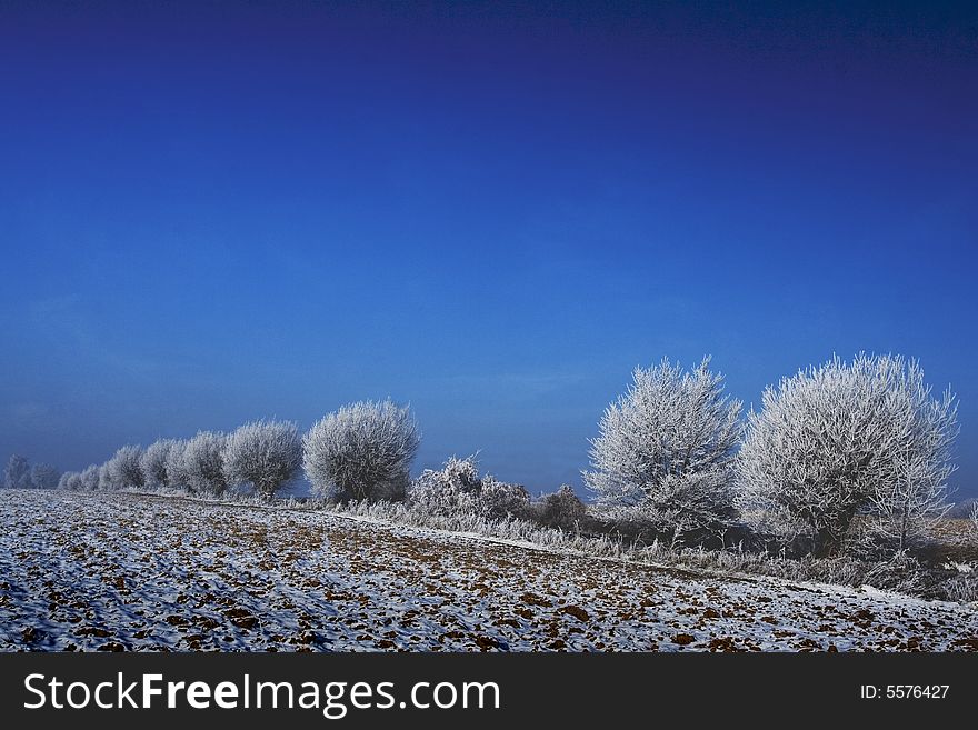 Meadow and trees in the sunny winter. Meadow and trees in the sunny winter