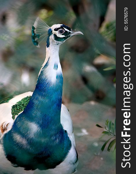 A beautiful white peacock head with green neck. A beautiful white peacock head with green neck