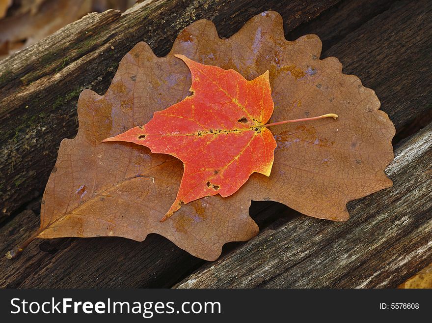 Maple leaf on top of another leaf on log in forest