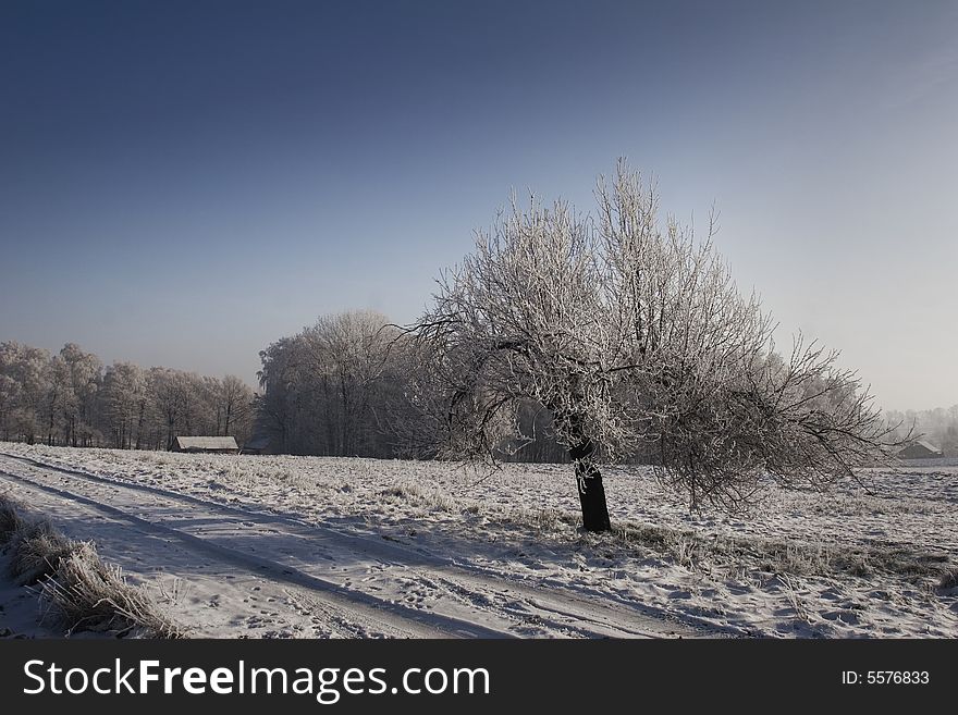 White trees and blue sky in winter. White trees and blue sky in winter